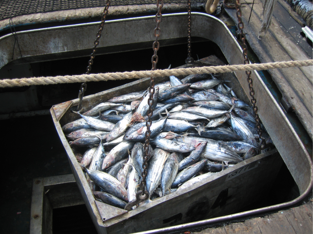 A metal container filled with freshly caught fish is being lifted by a crane onto a fishing vessel. The fish are silver with hints of blue, and the container is secured with chains. NH3-based refrigeration solutions ensure the catch remains fresh as it sits on the boat's deck.