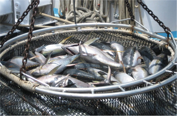 A large fishing net suspended by metal chains holds numerous freshly caught tuna fish on a boat deck in American Samoa. The net is filled to the brim with shiny, silvery fish, some with visible yellowish fins. Coiled ropes and containers of lubricant oil are seen in the background on the boat.